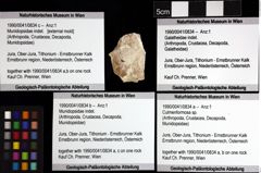 Foto (Objket + Etiketten) von Munidopsidae indet. 